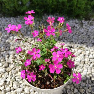 ハナニラ（花韮）,シネレ・ピンクパンサー,鉢植え,実家の庭,かわいい花の画像