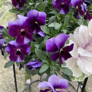 ビオラ・ぶどうももか,花のある暮らし,青い花マニア,おうち園芸,チーム・ブルーの画像