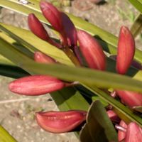 シンビジウム,シンビジウム,・・・の蕾,・・・の蕾,花のある暮らしの画像