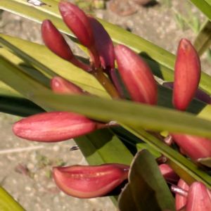 シンビジウム,シンビジウム,・・・の蕾,・・・の蕾,花のある暮らしの画像