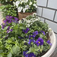 アリッサム,ラ・ヴィオラ,ミルフルの画像