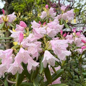 石楠花（シャクナゲ）,花のある暮らし,庭のシャクナゲ,平和が第一,庭の画像