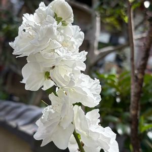 花のある暮らし,庭の花桃,平和が第一,庭の画像