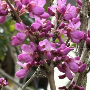 花ズオウ,花のある暮らし,平和が第一,庭のハナズオウの画像