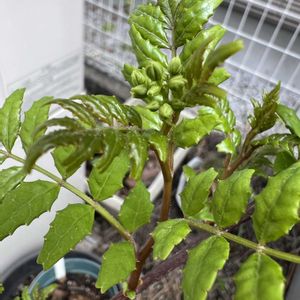 山椒の花芽,サンショの新芽,鉢植え,大好き,楽しみ〜の画像