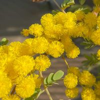 ミモザアカシア,ミモザ スペクタビリス,開花,可愛い,黄色の花の画像