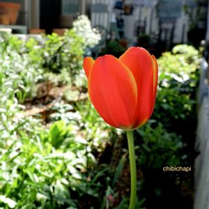 チューリップ,地植え,ガーデニング,お気に入り♡,花のある暮らしの画像