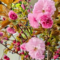 シャガ,シャガ,ヤエザクラ,タケノコ,ワラビの画像