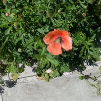 ノウゼンカズラの画像