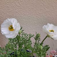 アリッサム,ラナンキュラス　ラックス,葉牡丹の花,玄関,庭の画像