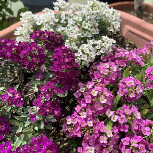 花のある暮らし,アリッサム♡,癒される♡,日日是好日,ベランダの画像