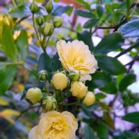 スパラキシス,スパラキシス,ナニワイバラ,ナニワイバラ,ハナミズキの画像