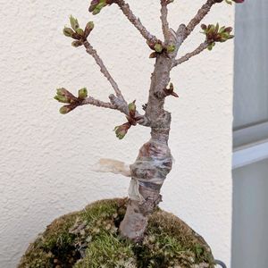 旭山桜,盆栽,花のある暮らし,おうち園芸,ベランダの画像