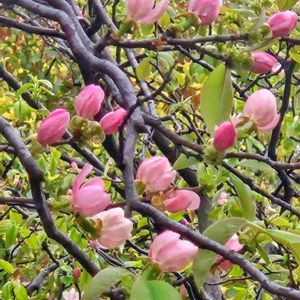 ガジュマル,胡蝶蘭,デンドロビューム,花梨,アボカド鉢植えの画像