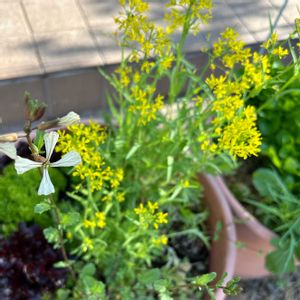自家製野菜の画像
