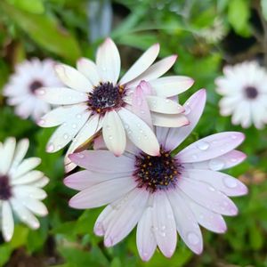 春の花,鉢植え,癒し…♡,かわいらしい,おうち園芸の画像