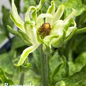 サリーちゃん,マイ・ラナン,tom' world,Tom’s ラックス,バルコニー/ベランダの画像