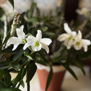 デンドロビウム,デンドロビューム,デンドロビウム　エンジェルベイビー‘グリーン愛’,洋蘭,ラン科の画像