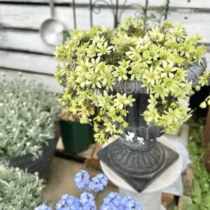 クレマチス,クレマチス ペトリエイ,クレマチス ペトリエイ,鉢植え,旧枝咲きの画像