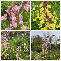 リナリア,ベニギリソウの画像