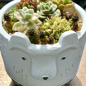 多肉植物,埼玉タニラー,キャビア,GS5年生,シロクマの日の画像