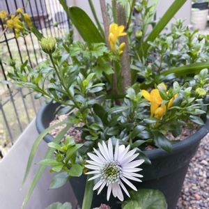 鉢植え,お花のある暮らし,小さな庭の画像