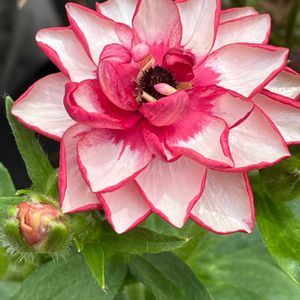 マイ・ラナン,ロクサス,tom' world,バルコニー/ベランダの画像