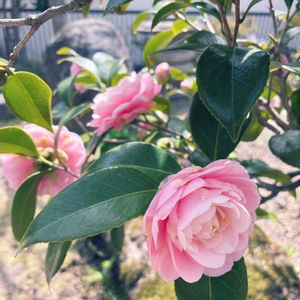 乙女椿,植物のある暮らし,和の庭,カメリア 椿,庭の画像