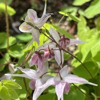 イカリソウ,タチイヌノフグリ？,山野草,紫の花,小花好きの画像