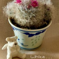 サボテン,タンポポの綿毛,紫晃星,トリコディアデマ 紫晃星 ,マミラリア 白星の画像