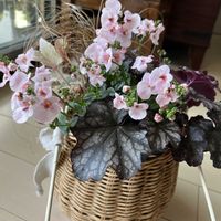 寄せ植え,ガーデニング,カラーリーフ,ベランダの画像