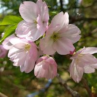 ヤマブキ,ソメイヨシノ,一才桜 旭山,藤の花の蕾,散歩道の画像