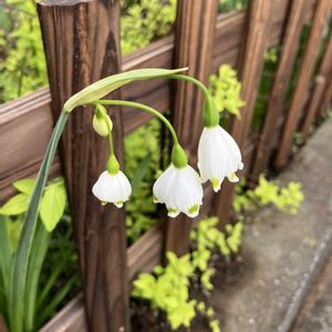 スノードロップ,地植え,花壇,球根植物,咲いた！の画像