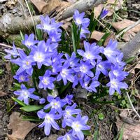 チオノドクサ,チオノドクサ,ヒヤシンス科（ユリ科）,小さな庭の画像