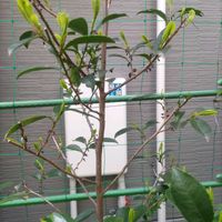 ヒサカキの画像