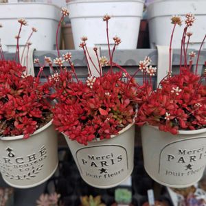 紅稚児,多肉植物,クラッスラ属,多肉丼,多肉女子の画像