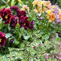 ドレープ・シエナ,北島園芸オリジナルビオラ,寄せ植え,ガーデン記録,お花を楽しむの画像