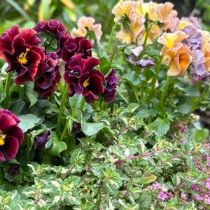 ドレープ・シエナ,北島園芸オリジナルビオラ,寄せ植え,ガーデン記録,お花を楽しむの画像