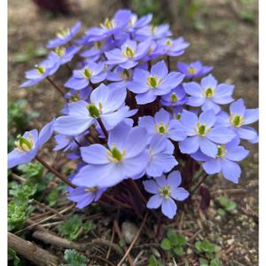 タツタソウ,地植え,4月,庭の画像