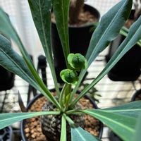 ユーフォルビア 鉄甲丸,結実,オス花メス花,和室の画像