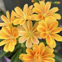 レウィシア,鉢植え,ガーデニング,コンテナガーデン,小さなスペースの画像