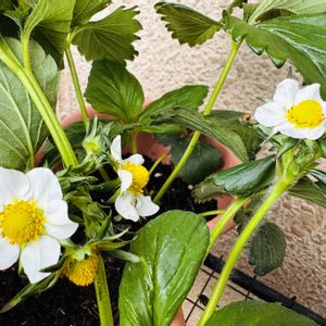 イチゴの花,ミョウガ,ミニトマト種から,大玉トマト種から,イチゴ種からの画像