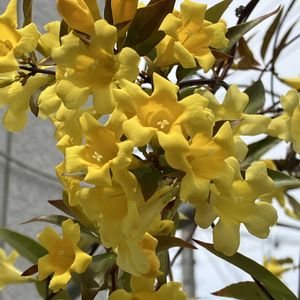 カロライナ ジャスミン,鉢植え,ガーデニング,成長記録,お気に入り♡の画像