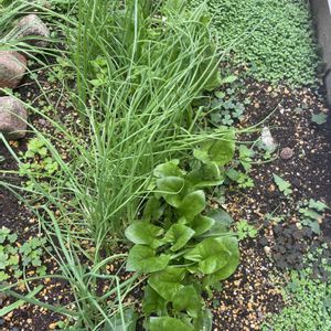 アサツキ,ほうれん草,ルッコラ ロケット,ビーツ,オーツレタスの画像