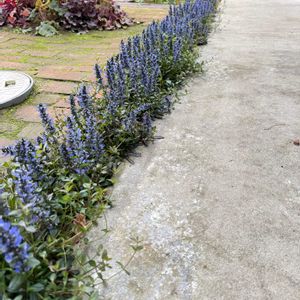 アジュガ,アジュガ,チューリップ,ガーデニング,グランドカバーの画像