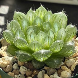 ハオルチア,リトルミッシー,リトルミッシー,ハオルチア ピクツラータ N1 選抜タイプ,ハオルチア ピクツラータ N1 選抜タイプの画像