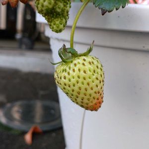 いちご,鉢植え,ガーデニング,散策の画像