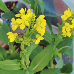 オステオスペルマム,小松菜,鉢植え,癒し,花のある暮らしの画像