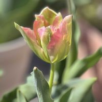 チューリップ,チューリップ　グリーンランド,春のお花,ベランダの画像