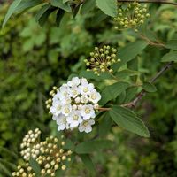 挿し穂,天草市,家庭園芸,季節の花便り,小さな庭の画像